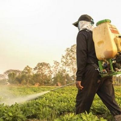 Thuốc trừ sâu trong thực phẩm gây hại thế nào đến sức khỏe?