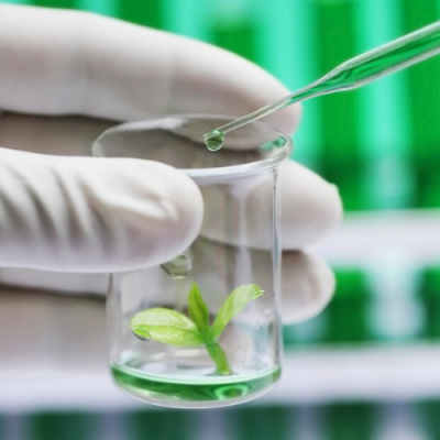 Ứng dụng tế bào gốc thực vật trong mỹ phẩm và hướng đi trong tương lai